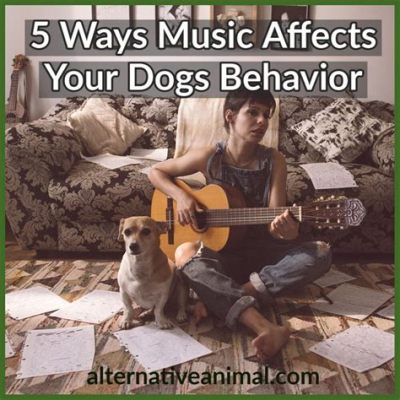 can dogs hear music or not? how does it affect their behavior?